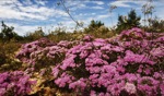 Spring Flowers / Kalbarri Nationalpark, WA