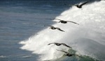 Pelicans / Punta San Carlos, Baja