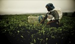 Picking Tea / Curepipe, Mauritius
