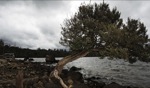 Old Tree / Lake St Clair, Tasmania