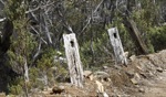 Ancient Road / Mount Field National Park, Tasmania