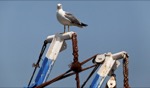 Birds… / Essaouira